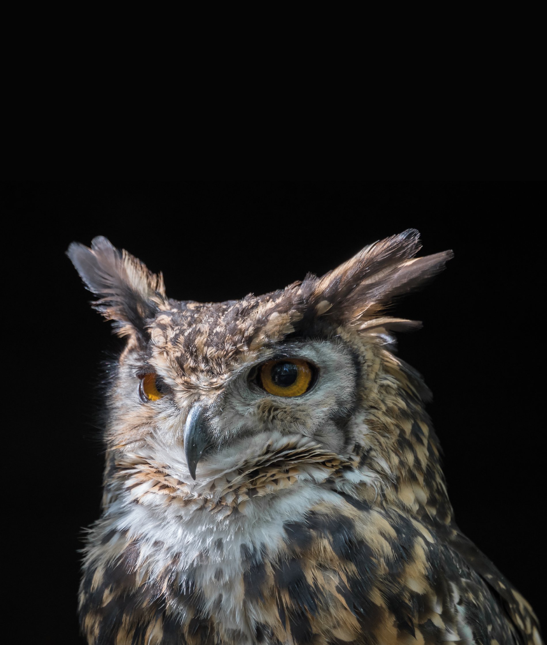 Vigilance-1